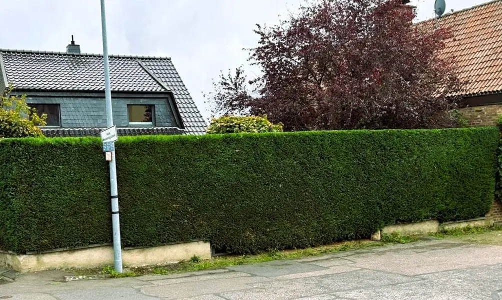 Hecke nach Heckenschnitt