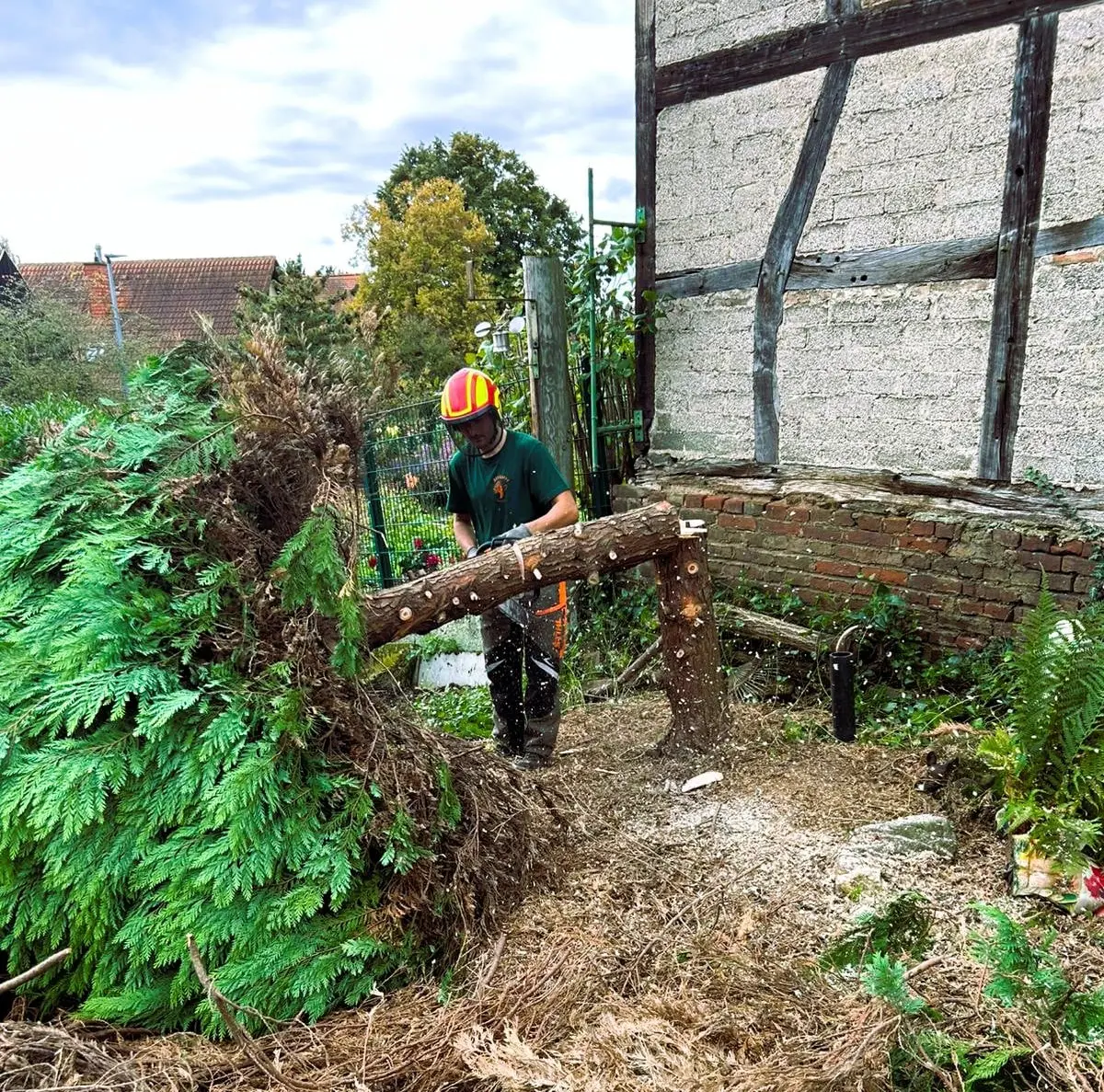 Ast-Entfernung nach Baumfällung